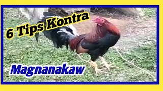 Paano makaiwas sa mga Magnanakaw ng Manok PanabongMga pamamaraan para di nakawin ang inyong Manok [upl. by Baese69]