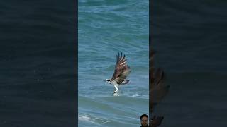 Falcon Heavy b wildlife birds falcon [upl. by Sokram48]