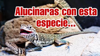 Lagarto de collar tiliqua y visita de nuestro gran amigo de EXOTIC REPTILES [upl. by Calv]