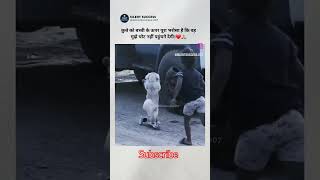 trendingshorts love reels doglover funny 🐶🐕🥰😍😘🤗🥺🧿🐾❤️❤️❤️🙏🙏 please support me guys 🙏🙏 [upl. by Mcdowell823]