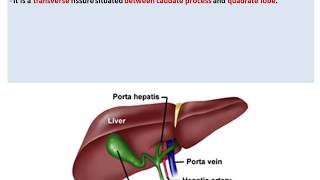 Anatomy of the Liver  Dr Ahmed Farid [upl. by Elvie]