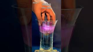 TIME LAPSE onion growing for 17 days in 12 seconds  more videos on seedlapse [upl. by Adnicul826]