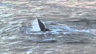 Southern Right Whales at Fish Hoek Cape Town [upl. by Ecam]