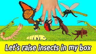 EN Lets raise insects in my box kids cartoon insects names for kidsㅣCoCosToy [upl. by Legnaleugim]