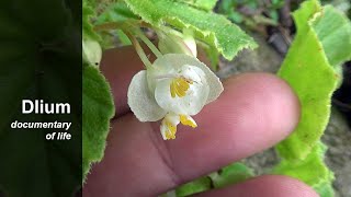 Berengan Begonia hirtella [upl. by Kavita]