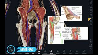 الغمد الفخذي ونفق المقربات [upl. by Donatelli252]