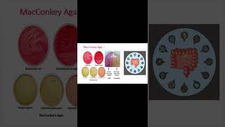 MacConkey agar  Bacteria culture media [upl. by Ayiram]