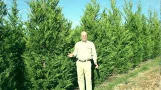 Leyland Cypress Evergreen Trees [upl. by Omura]