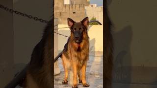 Best German shepherd dog  Gsd Indian germanshepherd germansheparddog dog [upl. by Ettesyl642]