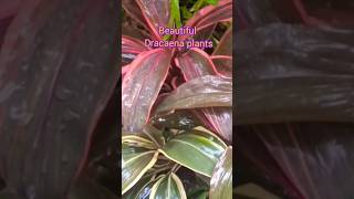 Dracaena plantnature ytshortsudhasworld3923🪴❤️🙏 [upl. by Cleaves]