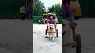 Little Girl Gets Driven By A Dog [upl. by Ursas]