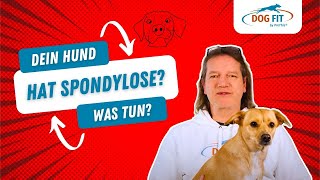 Spondylose beim Hund » Ursachen amp Behandlung erklärt von DOG FIT by PreThis® [upl. by Ettennat]