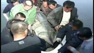 Chinese Fishermen Reel In 1360Pound Sturgeon  Raw Video [upl. by Stilla484]