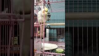 Cockatiel Lutino Singing Bird 🐦 Rio [upl. by Millisent]