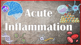 Acute Inflammation  Definition Pathogenesis Causes Mediators Morphology Exudate and Transudate [upl. by Ennayd]