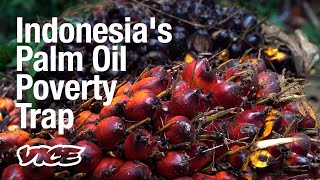 Poverty and Palm Oil are Driving Deforestation in Indonesia [upl. by Ahtelat]