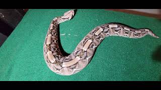 The BEAUTIFUL and AMAZING Gaboon Viper [upl. by Siva]