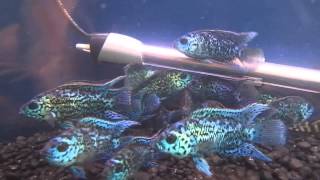 Electric Blue Jack Dempsey  l25 and Leopard frog pleco [upl. by Aneloc]