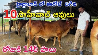 Pure sahiwal Cows prices in Hyderabad 8639397186 [upl. by Zebadiah386]