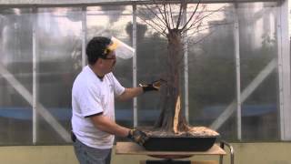 Bald Cypress Bonsai  Year 2  Carving [upl. by Norvol]