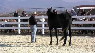 Part 2 Horsemanship demo at GG [upl. by Ayal]