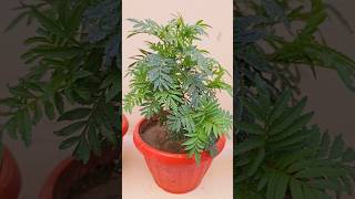 Tagetes Flower Watering Time flowers indoor garden viralvideo viralshorts shortvideo [upl. by Dedrick642]