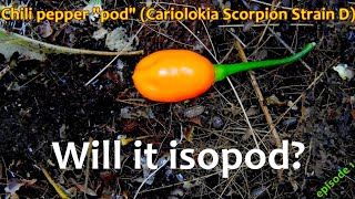 Isopod feeding  Will it isopod  Ep 1 Chili quotpodquot Cariolokia Scorpion Strain D  Timelapse [upl. by Herculie]