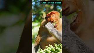 Nose Knows Best The Unique Proboscis Monkey [upl. by Oisorbma375]