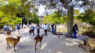 Japan walk Walk from Kintetsu Nara Station to the South Gate of Todaiji Temple  4K HDR 60fps [upl. by Rogerio331]