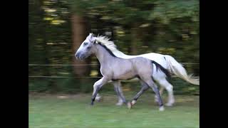 Maestoso Famosa 2024  Lipizzan Colt [upl. by Irahcaz88]