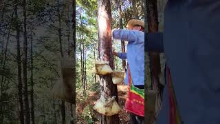 Collecting Pine Resin in a Pine Forest [upl. by Dann]