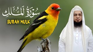 Surah AlMulk  سورةالملک  Daily Beautiful Tilawat  Voice of Jamshed Alam [upl. by Nipahc798]