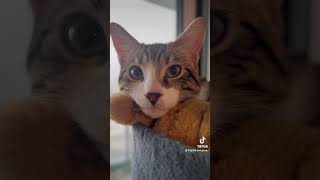 cats catventures catfunny catsdaily cute kittenadventures catvideos catlover funnycatvideo [upl. by Eppesiug]