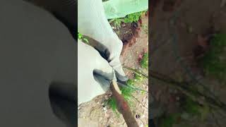 Splice approach grafting  Mango tree grafting [upl. by Akena]