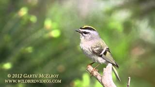 Goldencrowned Kinglet in Maine [upl. by Eladroc]