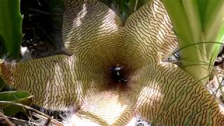 Flies and Stapelia flower Carrion Plant [upl. by Aklim]