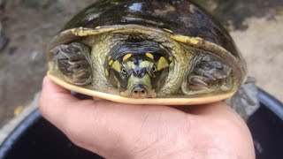 indian flapshell turtle rescue turtle for street dog [upl. by Nurat304]