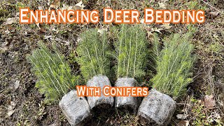 Enhancing Deer Bedding with Conifers [upl. by Ebsen]