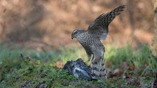 Sparrowhawk vs Pigeon Urban Wildlife Survival Saga shorts accipiter accipitridae [upl. by Bolton]