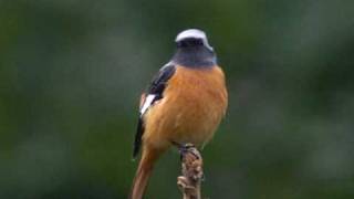 ジョウビタキ（尉鶲）♂ Daurian Redstart [upl. by Booker954]