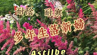 花卉分享——多年生、耐阴、耐寒的落新妇How to Grow and Care Astilbe [upl. by Jordison639]