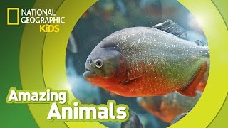 RedBellied Piranhas 🐡  Amazing Animals [upl. by Asenab]