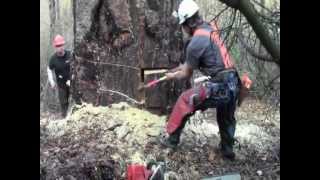 part2 jacking large pine [upl. by Alyn]