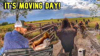 How We Move a Bison Herd in Minutes [upl. by Niriam18]