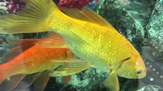 Goldfish swim in the water tank  The most beautiful goldfish to swim [upl. by Proulx]