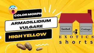 Armadilidium vulgare “HIGH YELLOW”shorts series [upl. by Whiney41]