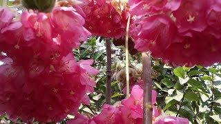 Long lasting flowering plant Pink ball dombeya aka tropical hydrangea [upl. by Ketti]