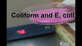 شرح I خطوات طريقة فحص بكتيريا I Coliform and E coli في الماء بطريقة الميديا الجاهزة [upl. by Assetal130]