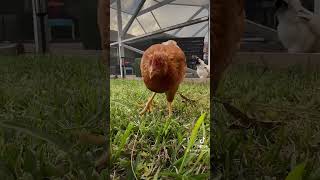 Daily Affirmations with my chicks 🐥chickenvideo foraging backyardflock backyardchickens [upl. by Annitsirhc]