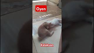 OYEN KUCING LUCU sioyen catlover cat kucingkampung kucingjalanan kucinglucu kucingimut [upl. by Arlyne]